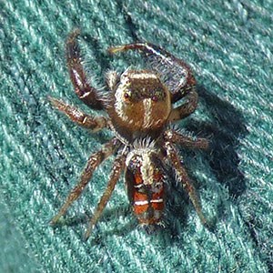 Jumping Spider - Salticidae © John Muddeman
